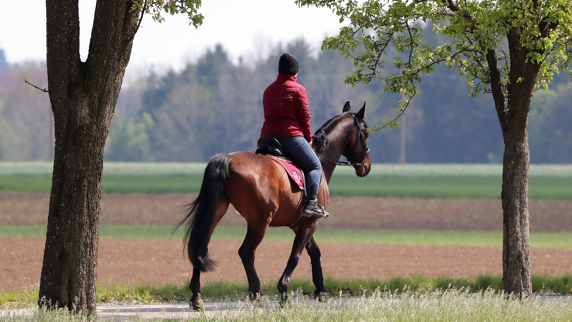 Equestrian Society Présentation
