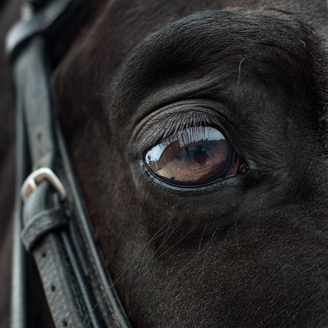 You are currently viewing EQUESTRIAN SOCIETY – Calendrier des évènements 2024